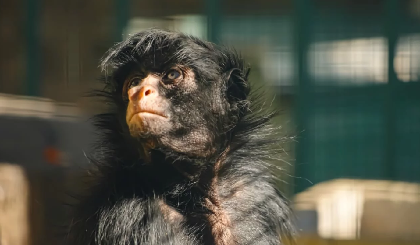 Murieron la mona “Lisa” y el tigre “Diego”, históricos animales del Parque de la Biodiversidad | Córdoba