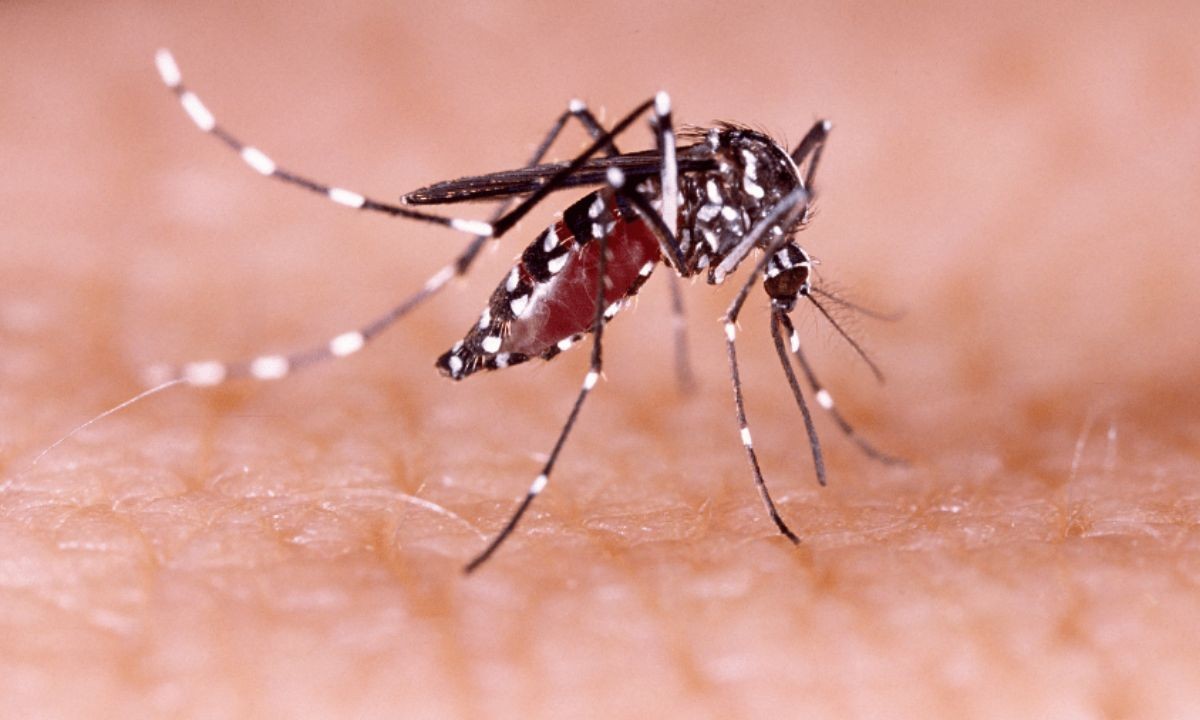 Córdoba confirma el primer caso de dengue autóctono en una adolescente | Córdoba