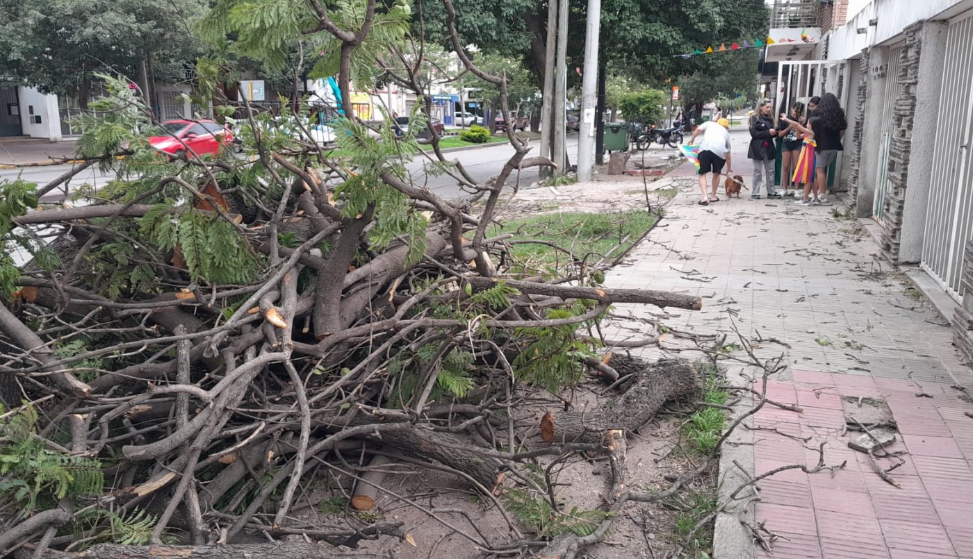 Fuerte viento en Córdoba: un árbol cayó y provocó cortes de tránsito | Córdoba