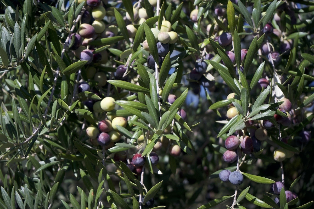 Camino del Olivo, atractivo turístico hacia los olivares en las sierras cordobesas | Visita Córdoba