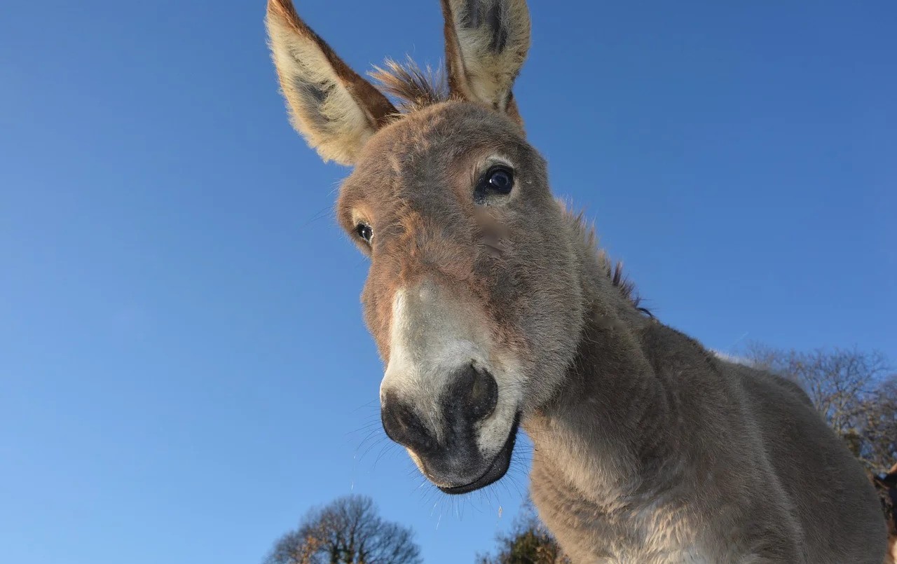Polémica en Trelew por la venta de carne de burro como alternativa económica | Actualidad