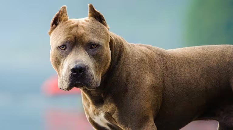 Un niño fue mordido por un pitbull y terminó hospitalizado | Córdoba