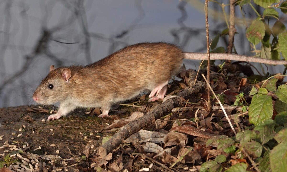 Argentina suma tres nuevos casos de hantavirus y la cifra total llega a 105 | Actualidad