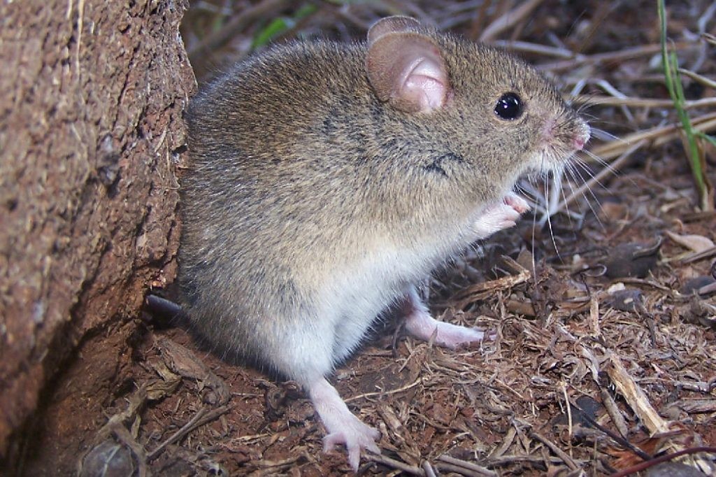 Salud reforzó las medidas para prevenir la Fiebre Hemorrágica Argentina este otoño | Córdoba
