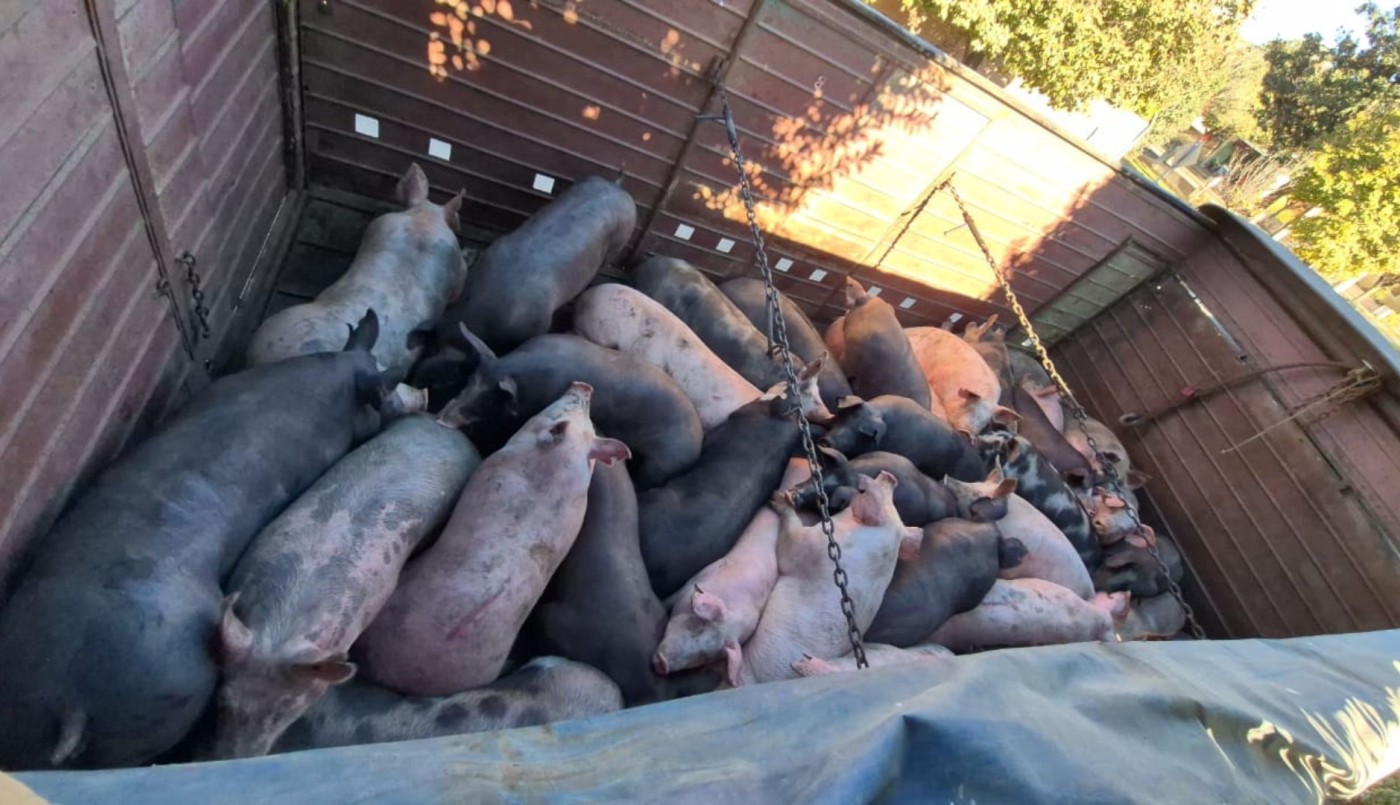 Detuvieron a un camionero en Colón por trasladar 35 cerdos sin documentación | Córdoba