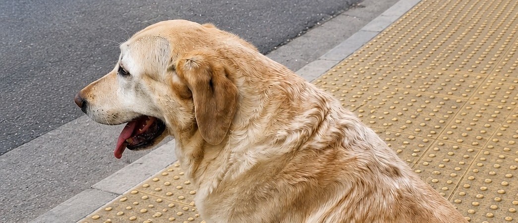 Tras un operativo, apareció sano y salvo un perro lazarillo en Nueva Córdoba | Córdoba