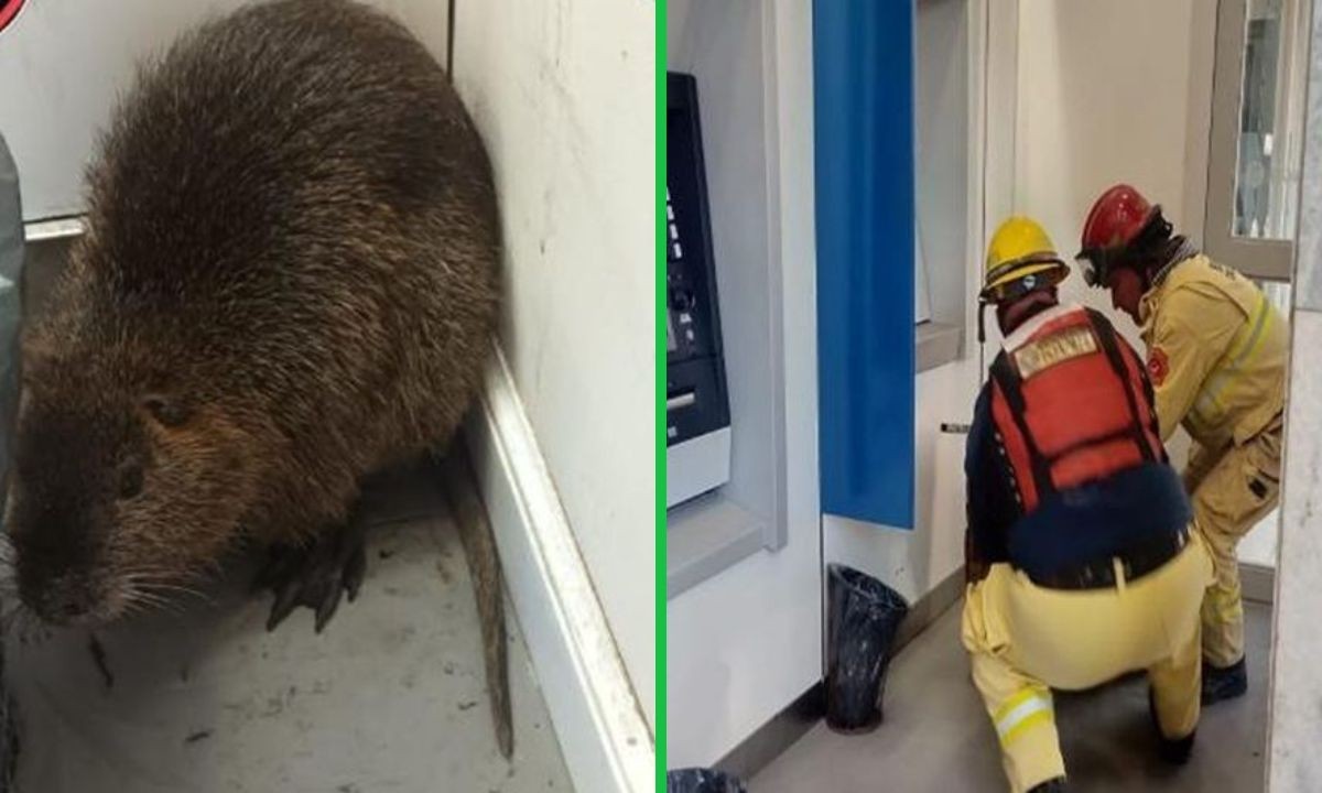 Una nutria sorprendió a todos en el centro de Cruz del Eje y fue rescatada | Córdoba