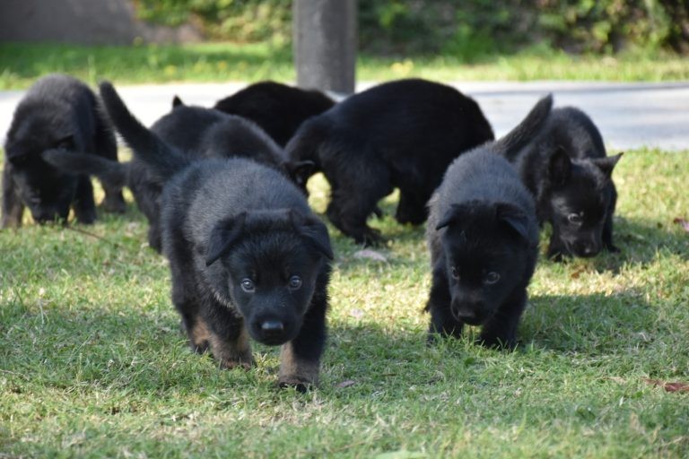 La Fuerza Policial Antinarcotráfico sumó ocho nuevos cachorros a su División K-9 | Córdoba