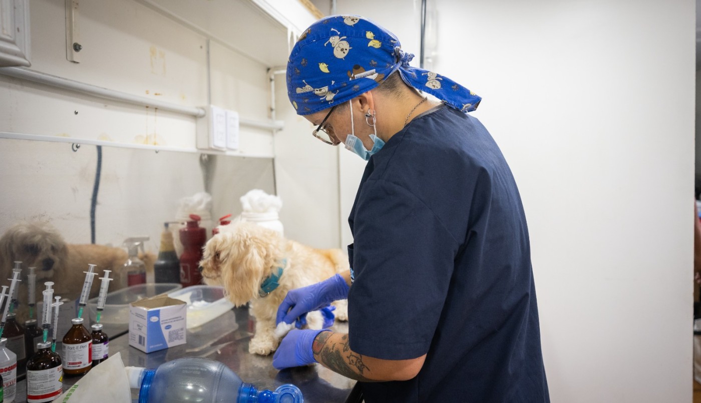 Reconocimiento internacional para Córdoba por su gestión humanitaria de animales de compañía | Córdoba