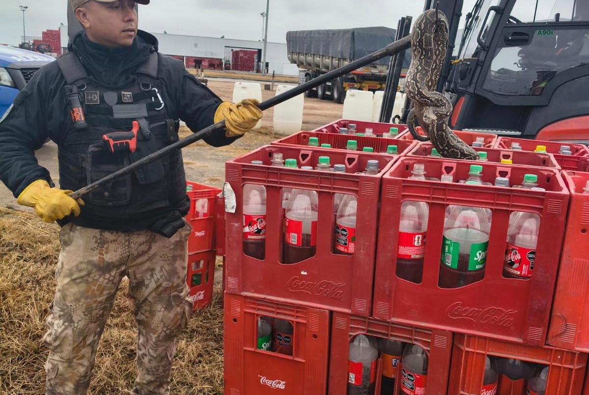 Rescataron una lampalagua hallada en una empresa sobre la Ruta 19 | Córdoba