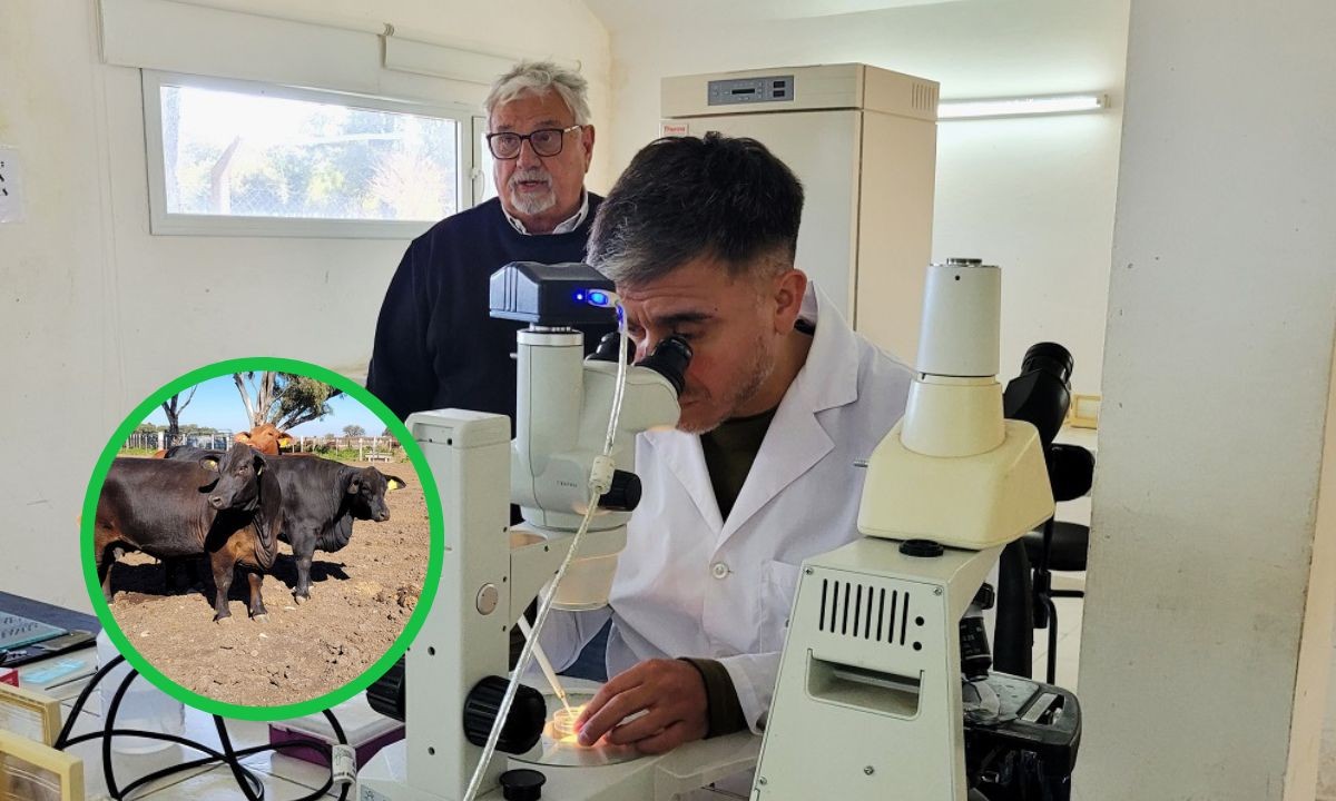 Córdoba impulsa la exportación de biotecnología bovina hacia Filipinas | Córdoba