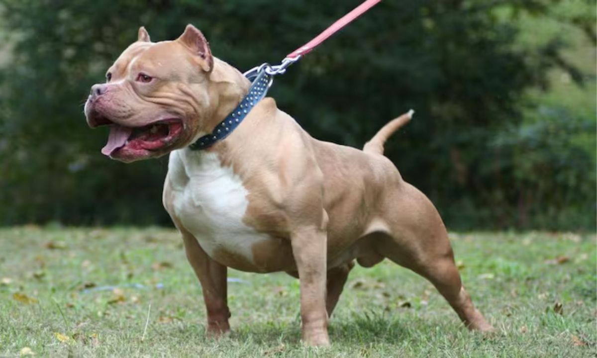 Una niña de 6 años fue gravemente atacada por un perro pitbull en Córdoba | Córdoba