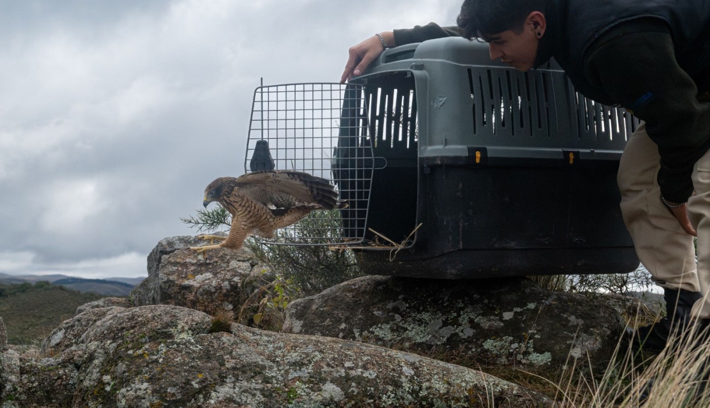 Liberaron 20 aves rescatadas en un paraje de las Sierras Chicas cerca de Córdoba | Córdoba