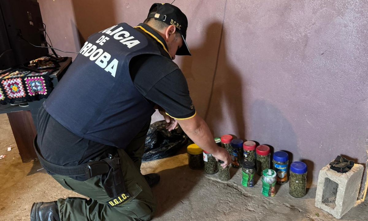 Allanamientos en la ciudad: siete detenidos y secuestro de drogas y plantas de cannabis | Córdoba