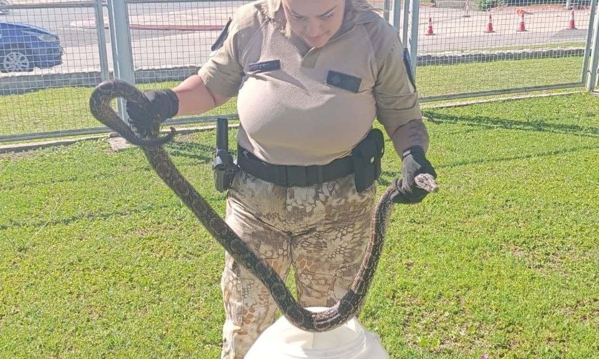 Apareció una boa constrictora cerca del edificio de La Voz del Interior | Córdoba