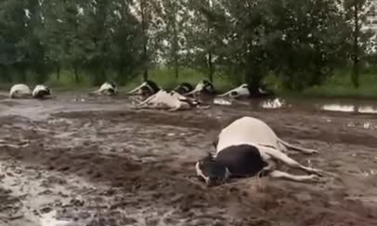 Canals: una centella mató a varios animales durante un fuerte temporal | Córdoba