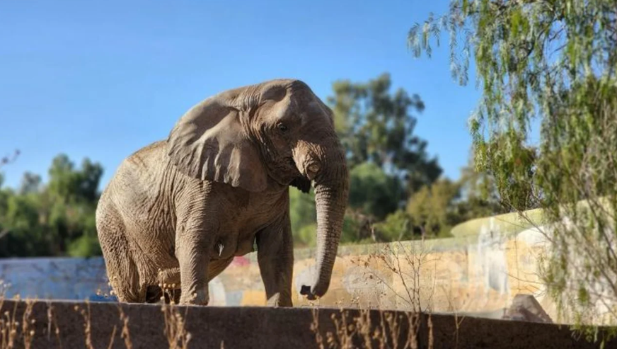 Murió Kenya, la elefanta que fue trasladada de Mendoza a Brasil en el mes de abril | Actualidad