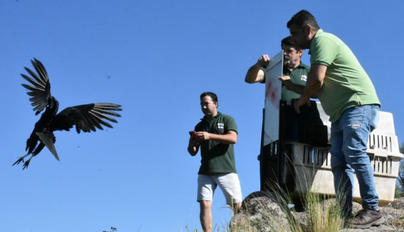 Liberaron decenas de aves y otros animales silvestres recuperados en Colanchanga | Actualidad