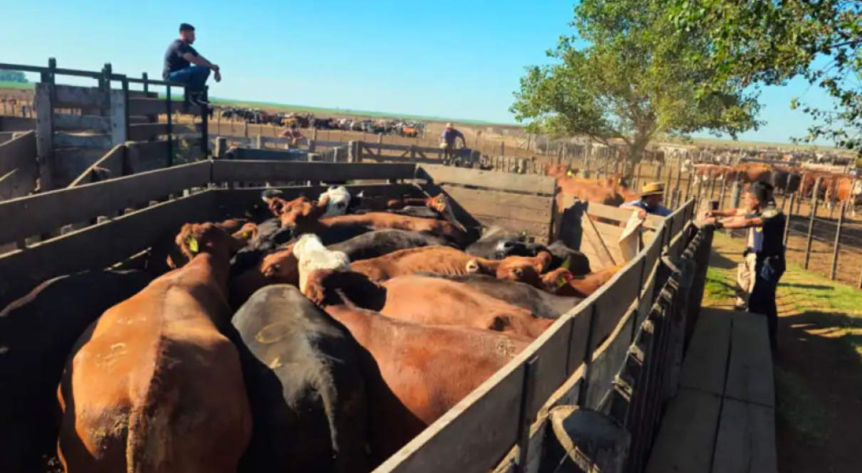 Secuestraron más de 1.000 vacas valuadas en más de $2.000 millones por un presunto fraude | Córdoba