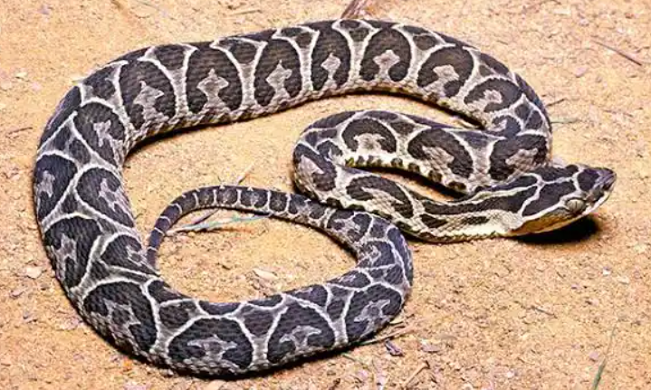 Un niño de 9 años fue internado de urgencia tras ser mordido por una serpiente yarará | Córdoba