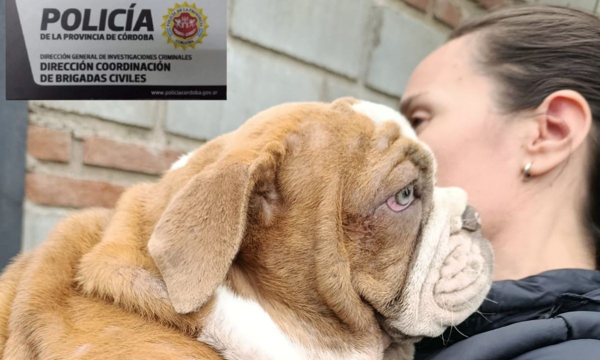 Operativo masivo en Córdoba: incautan un arsenal y rescatan perros de un criadero ilegal | Córdoba