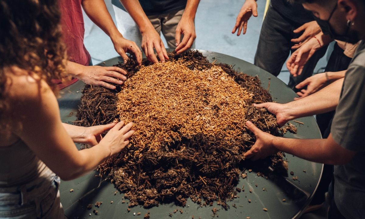 Construcción sustentable: crean paneles aislantes con hongos y cartón reciclado | Curiosidades