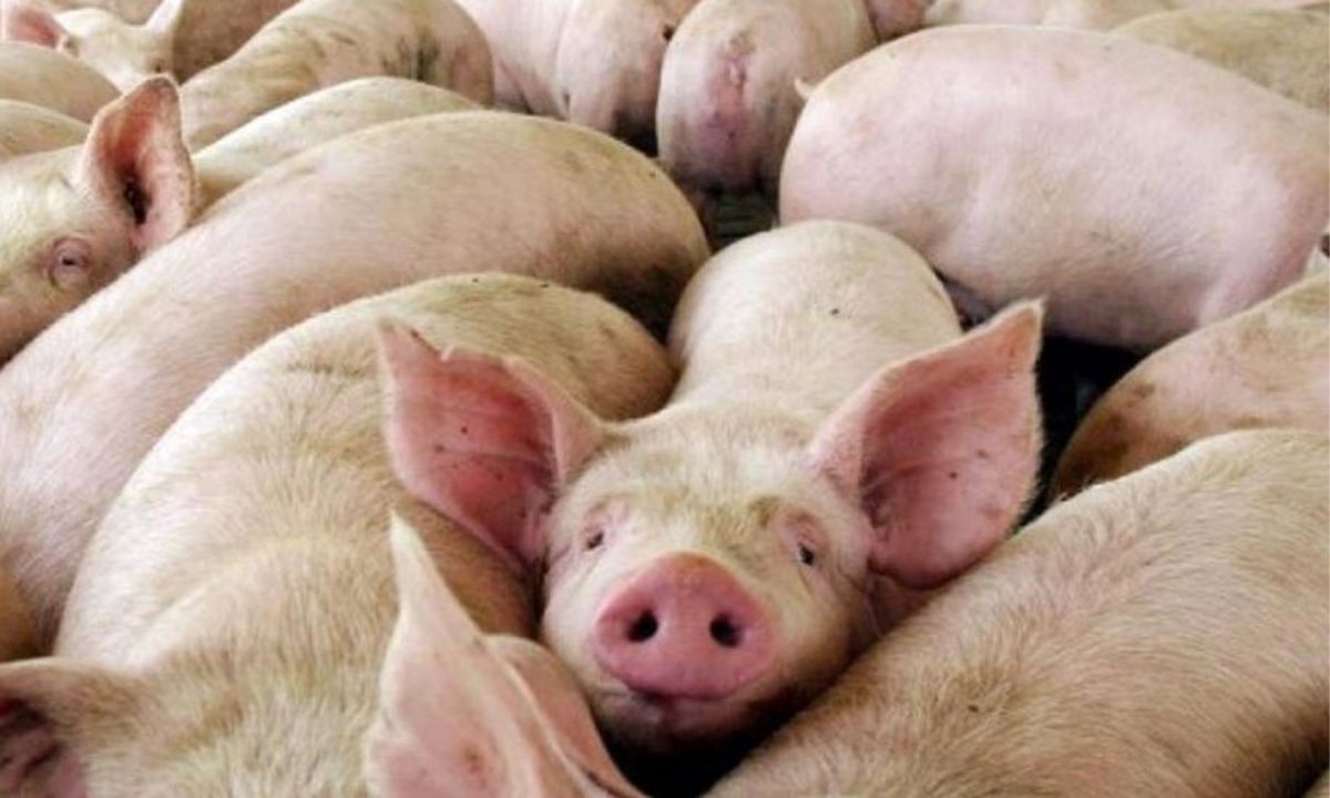 Detectaron cinco casos de triquinosis en Laboulaye: advierten por salames | Córdoba