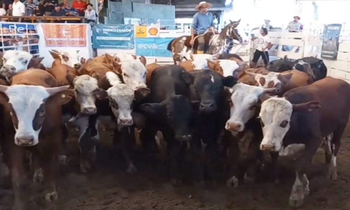 El precio del ternero sube un 11% en Jesús María y el novillito escala un 6% | Economía