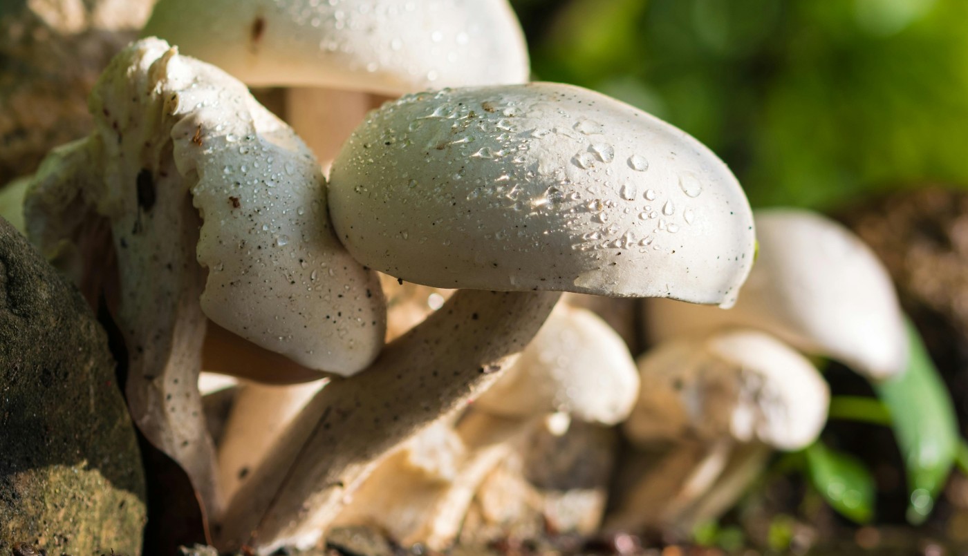 Así participan los hongos del suelo en el ciclo del agua | Contenido Patrocinado