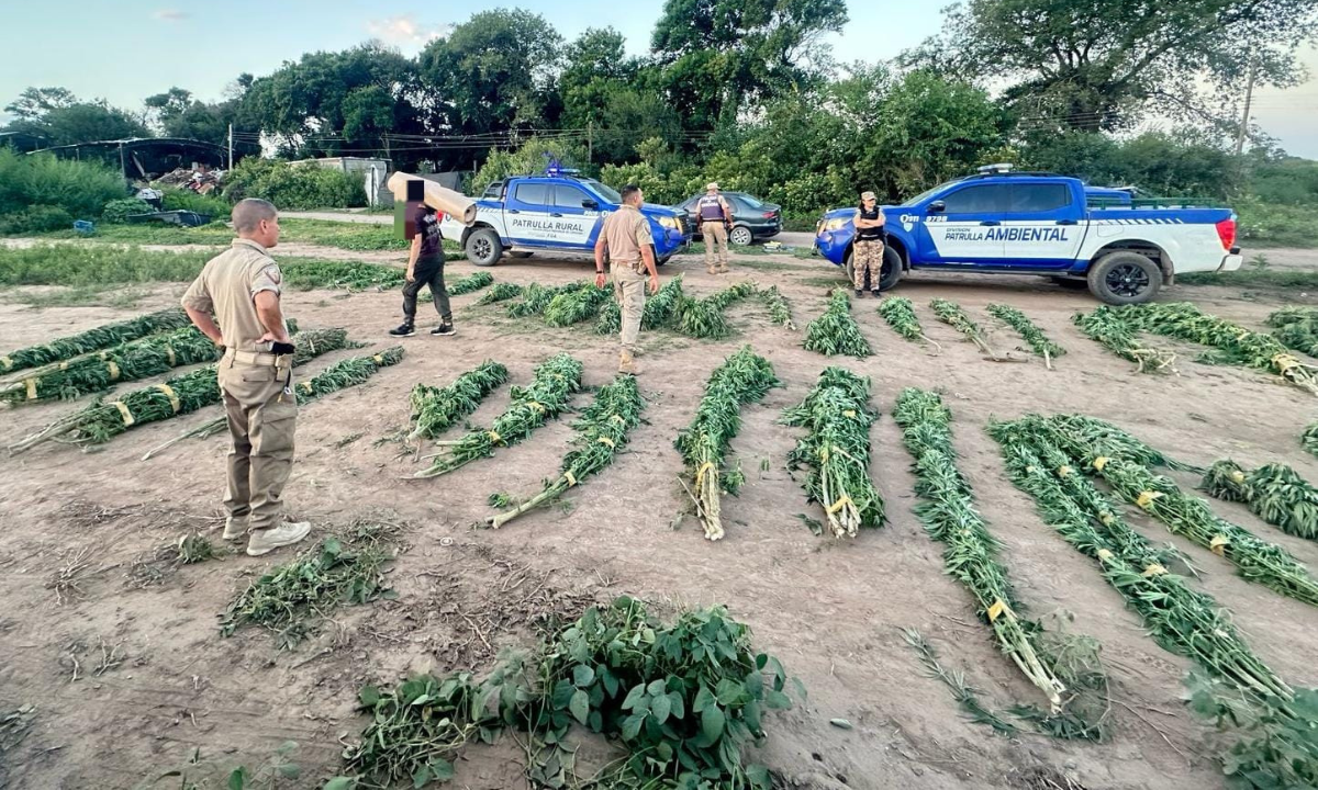 Hallaron casi 50 plantas de marihuana de tres metros en un campo de Ciudad de Mi Esperanza | Córdoba