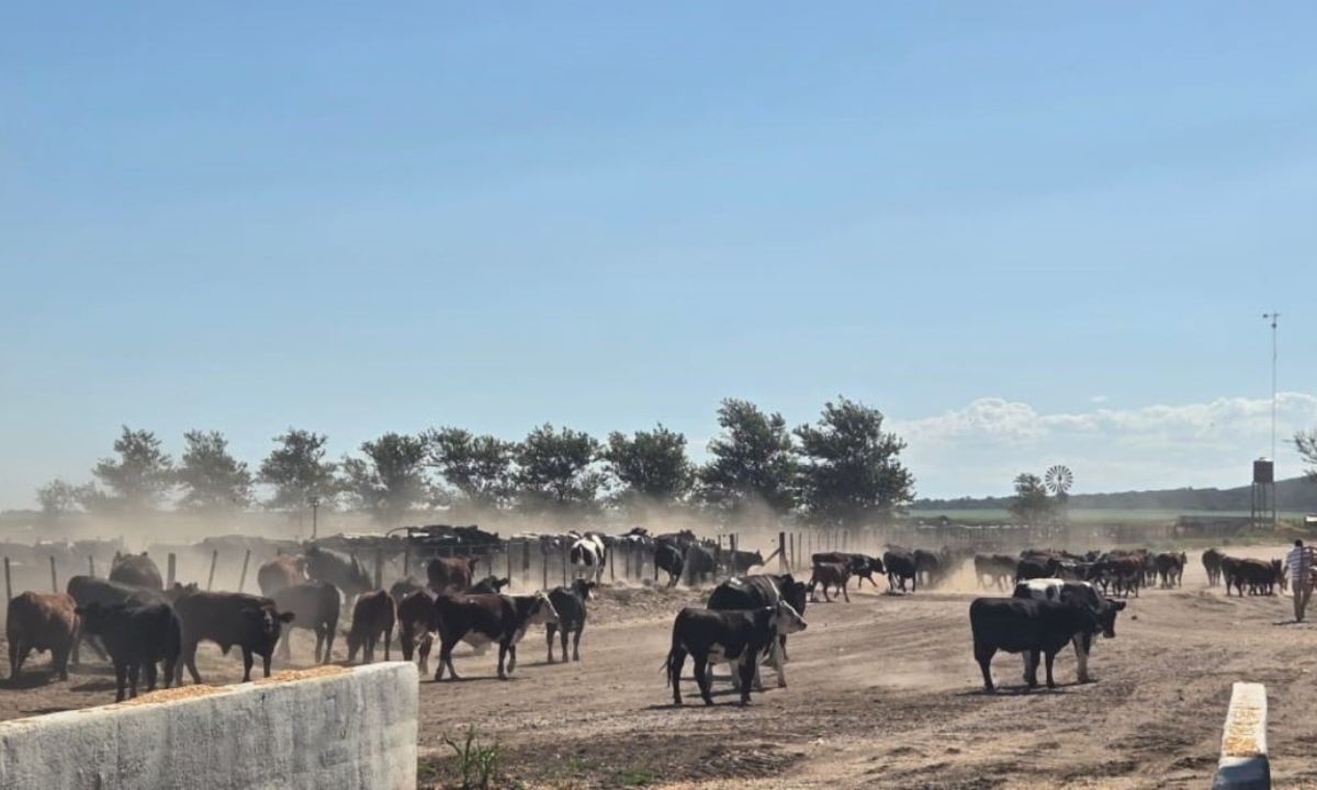 Escándalo en el campo: incautan 1.000 bovinos y el dueño denuncia un "robo legal" | Córdoba