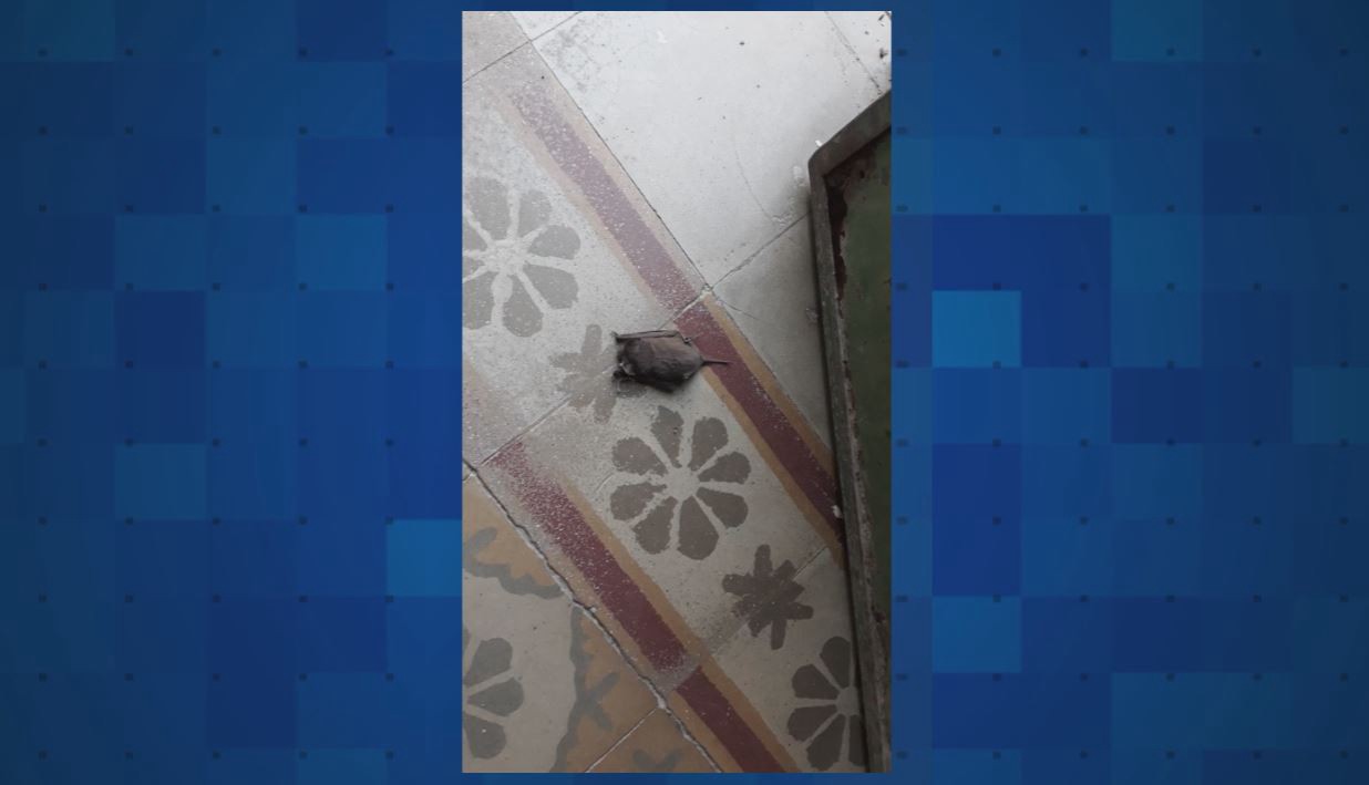 Este miércoles, será normal el dictado de clases en el colegio Carbó | Telefe Noticias