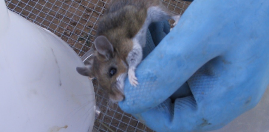 Hantavirus: formas de contagio, síntomas y medidas de prevención | Salud