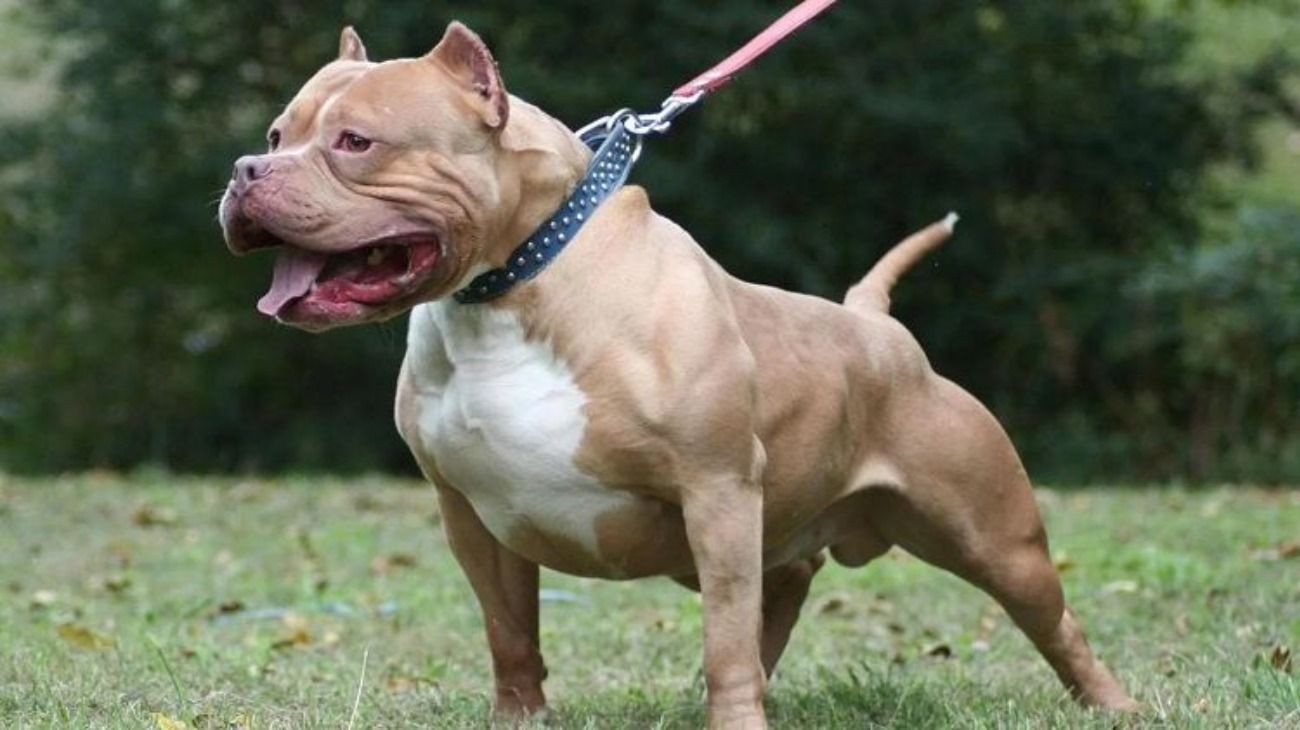 Polvorines: los pitbulls que atacaron al ladrón no serán sacrificados | Actualidad