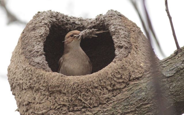 ¿Viste un nido de hornero? Informálo en esta App y hacé tu aporte a la ciencia | Redes