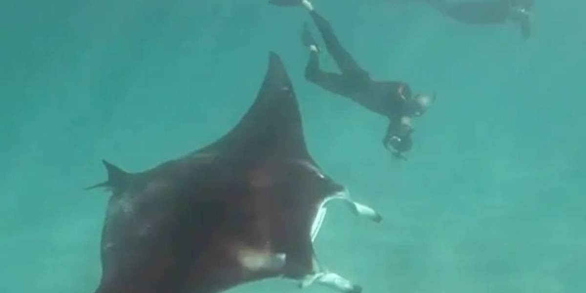 Video: una mantarraya le pide ayuda a un buzo para que le saque un anzuelo de los ojos | Redes