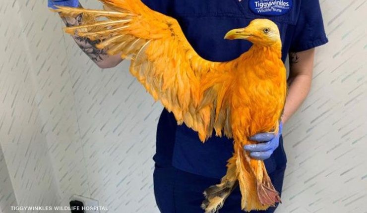 Creyeron que habían rescatado una ave exótica: sólo era una gaviota "bañada" en curry | Redes
