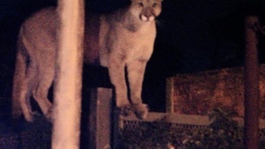 Bahía Blanca: Atraparon a un puma que merodeaba por un barrio de la Ciudad | Actualidad