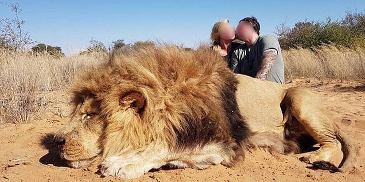 Cazaron a un león indefenso y lo celebraron a los besos | Actualidad