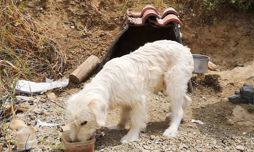 El perro que lleva un año y medio en la curva en la que se mató su dueño en un accidente de tránsito | Actualidad