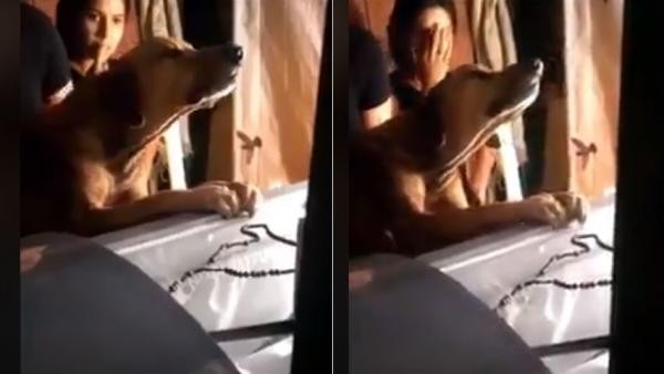 Video: el perro que llora y se aferra al ataúd de su dueño muerto | Redes