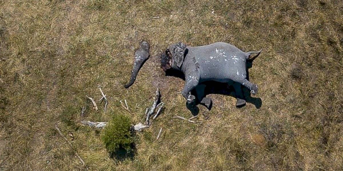 Las brutales imágenes tomadas desde un dron de un elefante con la trompa y los colmillos mutilados | Actualidad