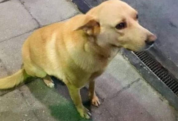 Crueldad sin límite: ató a "Rubio", un perro callejero a su camioneta y lo arrastró hasta matarlo | Actualidad
