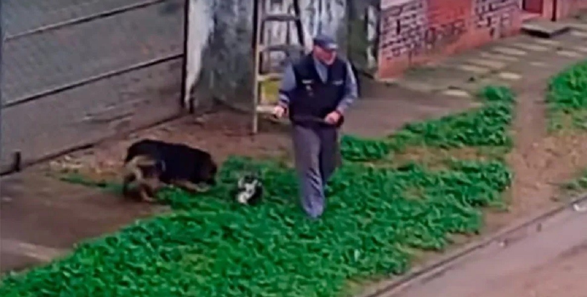 Video: el momento en el que un hombre caza y tortura a un gato | Actualidad