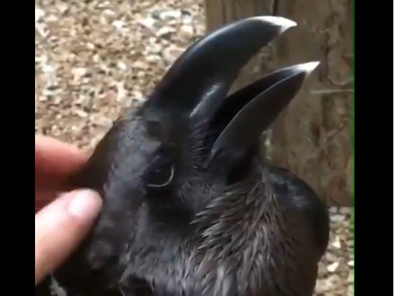 ¿Conejo o cuervo? La ilusión óptica que divide a Twitter | Redes