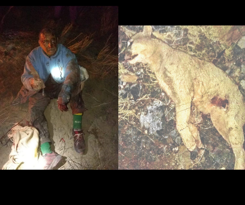 Río Negro: un campesino fue rescatado tras enfrentarse con un puma | Actualidad