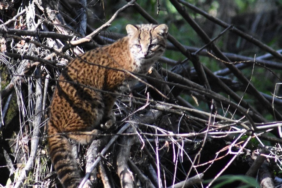 Turista tomó una foto difícil de conseguir en Argentina: "Es la manera correcta de cómo abordar la situación" | Redes