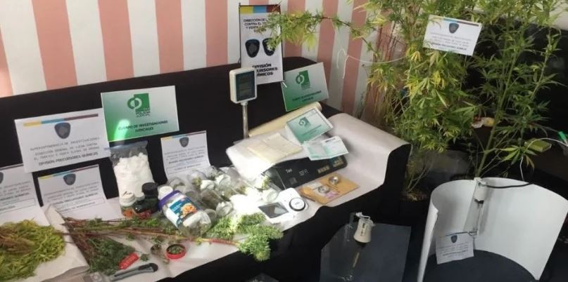Descubren vivero de marihuana a metros del Palacio de Justicia | Actualidad