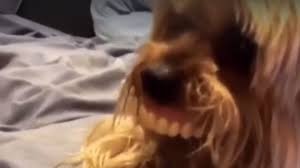 Video viral: el perro que usa una dentadura humana y es furor en redes sociales | Curiosidades