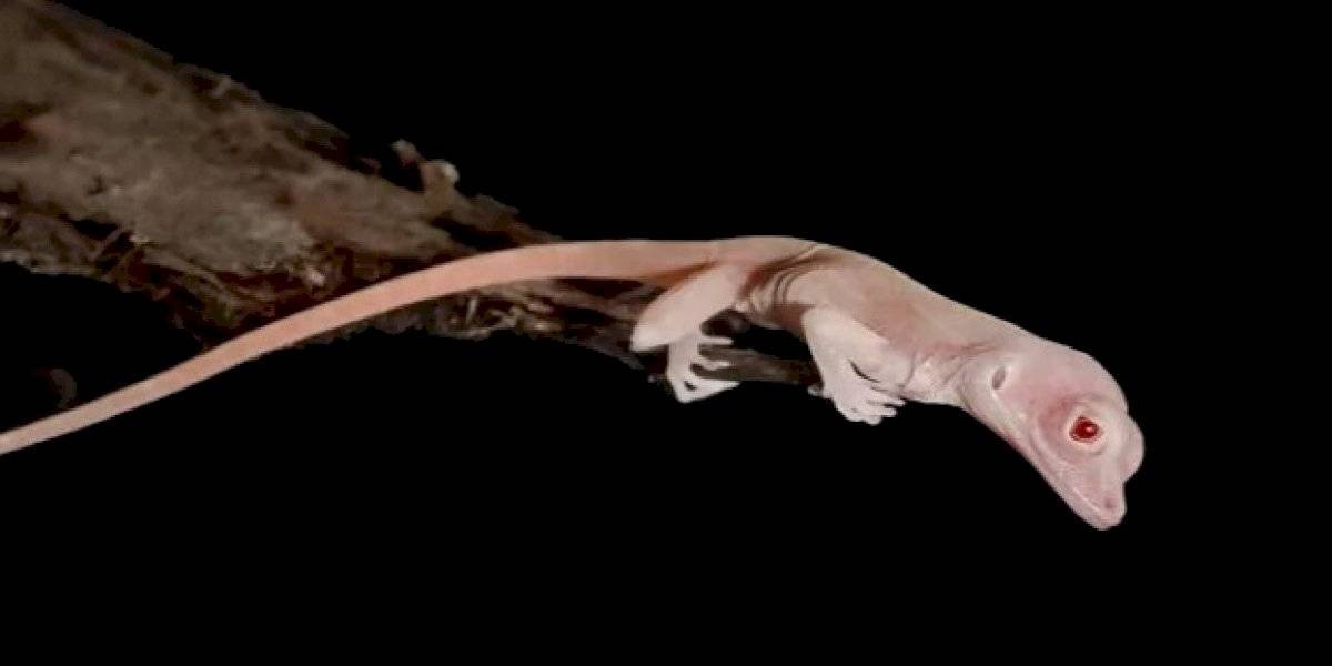 Lagartijas albinas mutantes: el primer animal del mundo que fue editado genéticamente | Curiosidades